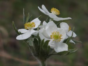 22 Anemone Narcissiflora Ssp. Crinita