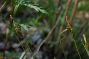 23 Carex Conspissata