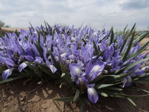 4 Iris Lactea