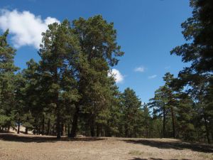 6 Pinus Silvestris